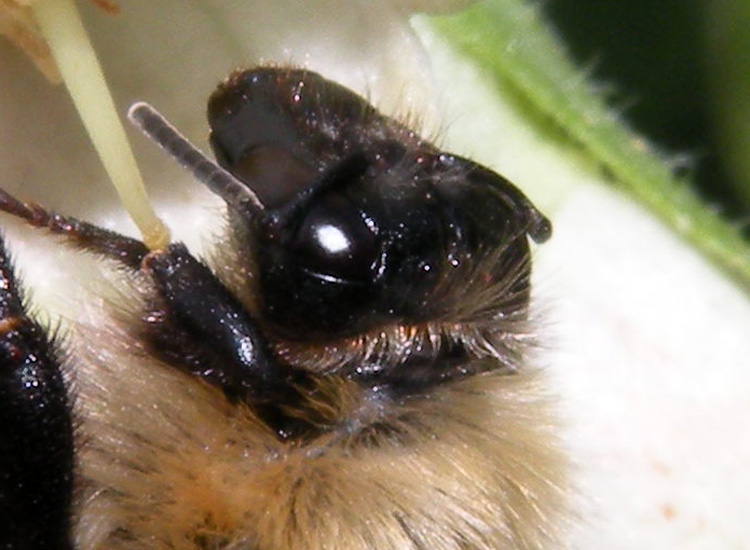 Probabile Bombus pascuorum